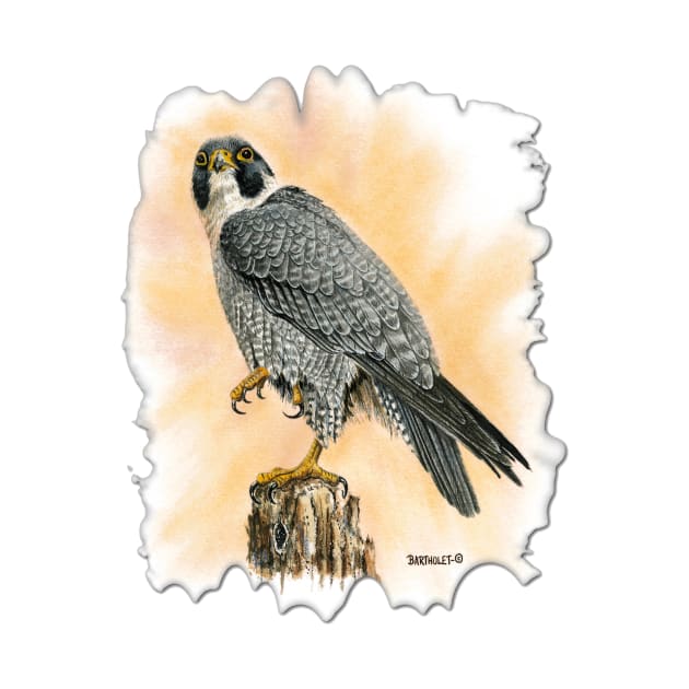 Peregrine by Dave Bartholet Wildlife Art