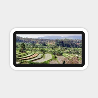 Rice fields, Amlapura, Bali, Indonesia Magnet