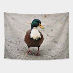 Domestic Bibbed (Duclair) Mallard Odd Duck Tapestry