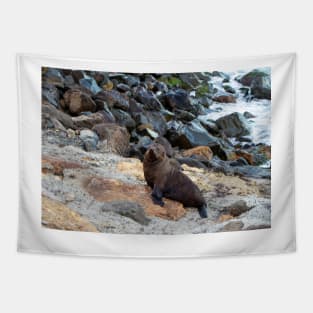 New Zealand Fur Seal, New Zealand Tapestry