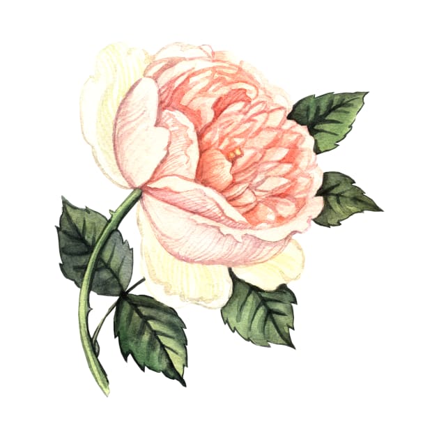 Elegant watercolor Rose by AnnaY 