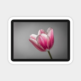 Pink and White Tulip Magnet