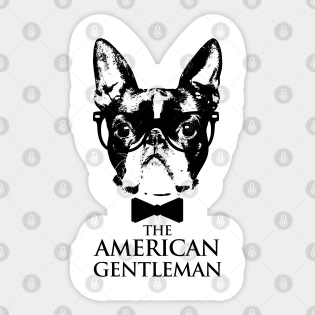 boston terrier american gentleman