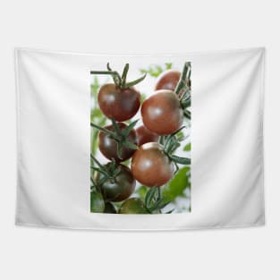 Solanum lycopersicum  &#39;Black Cherry&#39;  Cherry tomato Tapestry