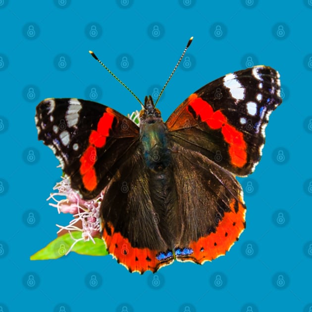 Red Admiral Butterfly by dalyndigaital2@gmail.com