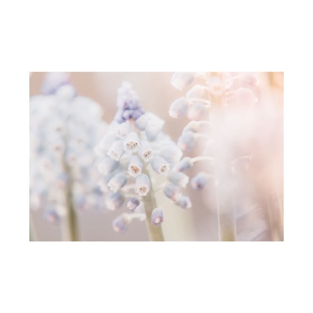 Grape Hyacinth Photo | Plantlife Photography | Atmospheric Muscari Botryoides Close-up by Melissa Peltenburg Travel Photography