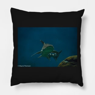 Leopard Shark Pillow