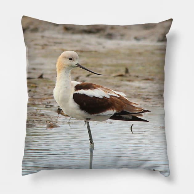 Stunning American Avocet Wading Bird at the Beach Pillow by walkswithnature