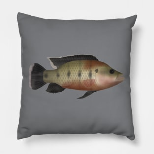 Banded Jewelfish Pillow