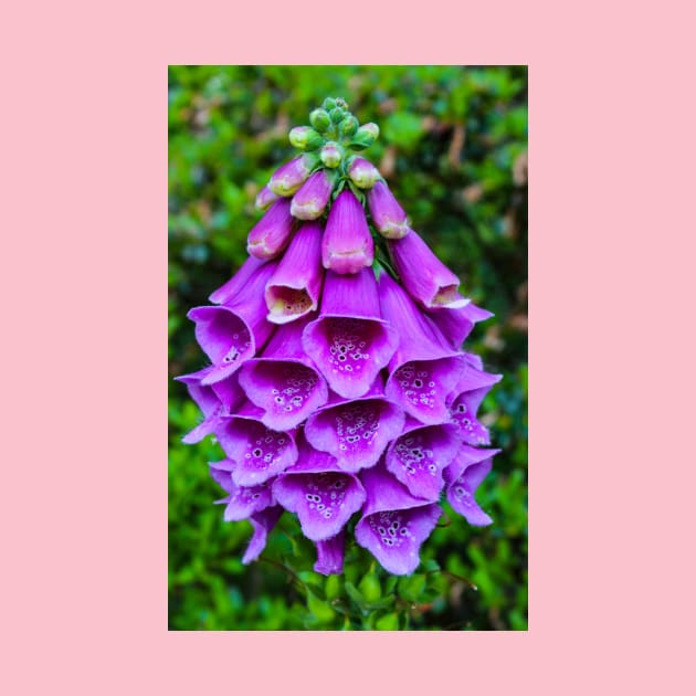 Purple Foxglove by Rob Johnson Photography