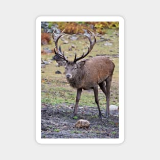 Red Deer Buck Magnet