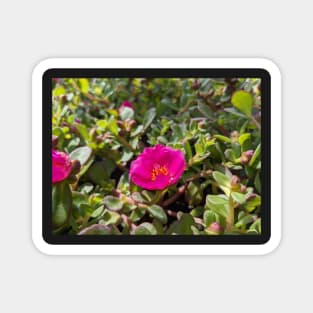 Pink Moss Rose 1 Magnet