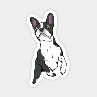 Boston Terrier Time! Magnet