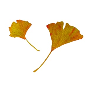 ginkgo biloba leaves in autumn T-Shirt