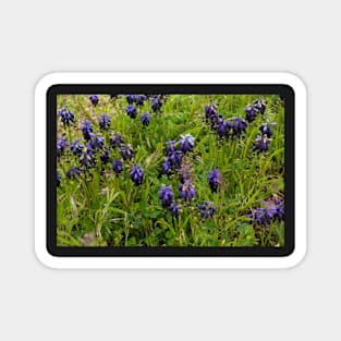 Muscari flowers on a green field Magnet