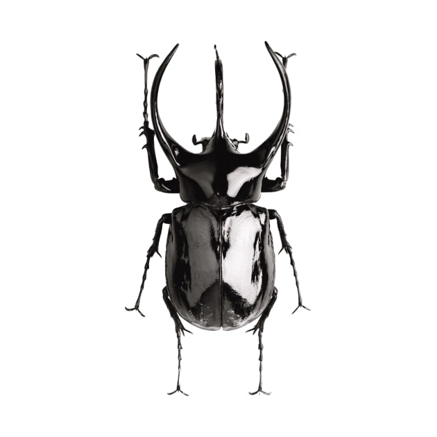 Black beetle by ghjura