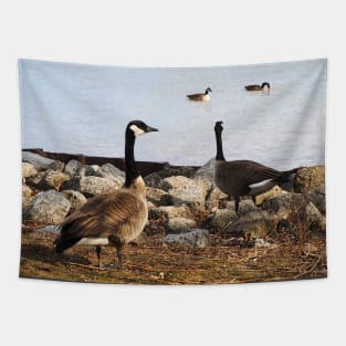 Two Canada Geese Gazing Towards The Water Tapestry