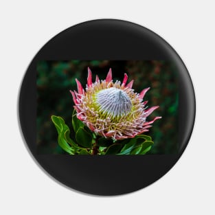 King Protea in Flower Pin