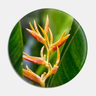 Tropical Heliconia Floral Photography Pin