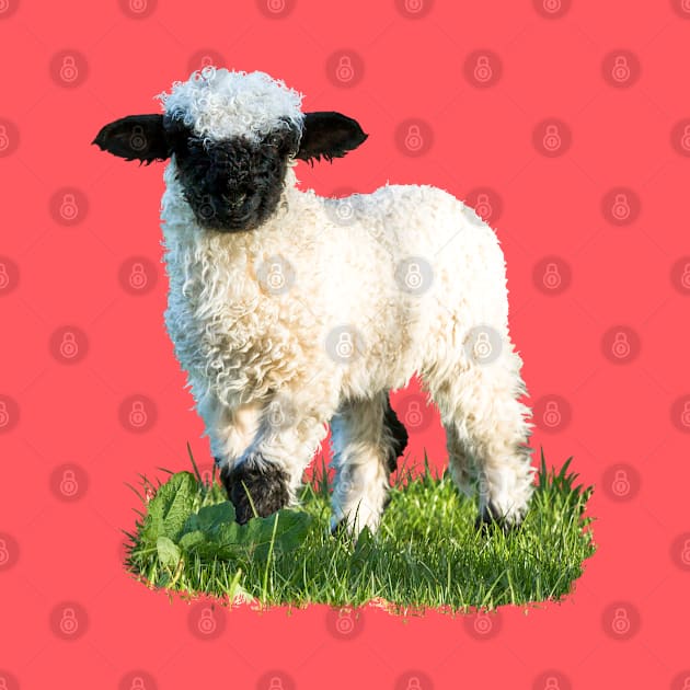 Valais Blacknose Lamb in a Meadow by Jane Stanley Photography