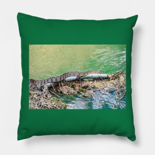 Water Snake Slithering Along Pillow