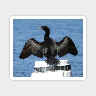 Little Black Cormorant Magnet