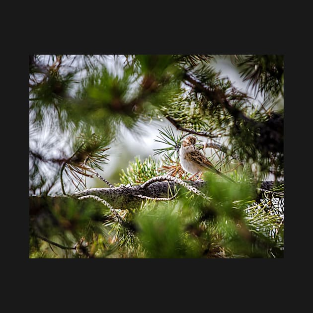 Sparrow In The Pines by Debra Martz by Debra Martz