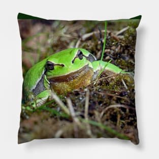 r673/  A Kind Frog Palmé -Grenouille verte palmé  " simply life " to Okaio Créations - Olavia-Olao Pillow