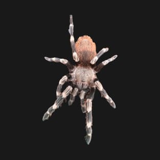 Nhandu chromatus Sticker Tarantula Spider Arachnid T-Shirt