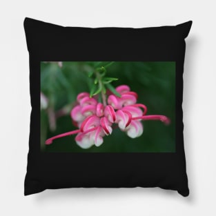 Grevillea ice cream Pillow