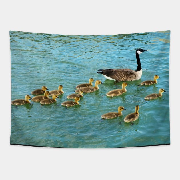 Family of young Geese Goslings Swimming Together Tapestry by BackyardBirder