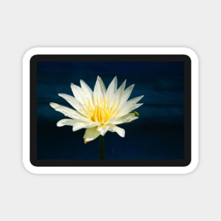 White and Yellow Water Lily Magnet