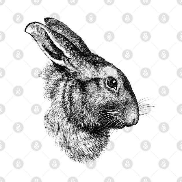 Rabbit Bunny Hare Cute Realistic Drawing Wildlife Animal by dramabite