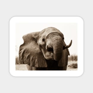 African Bull Elephant Magnet