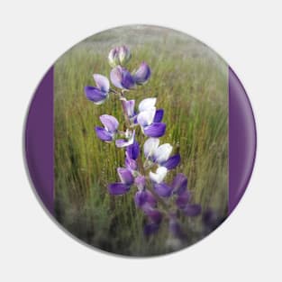 lupines in the grass Pin