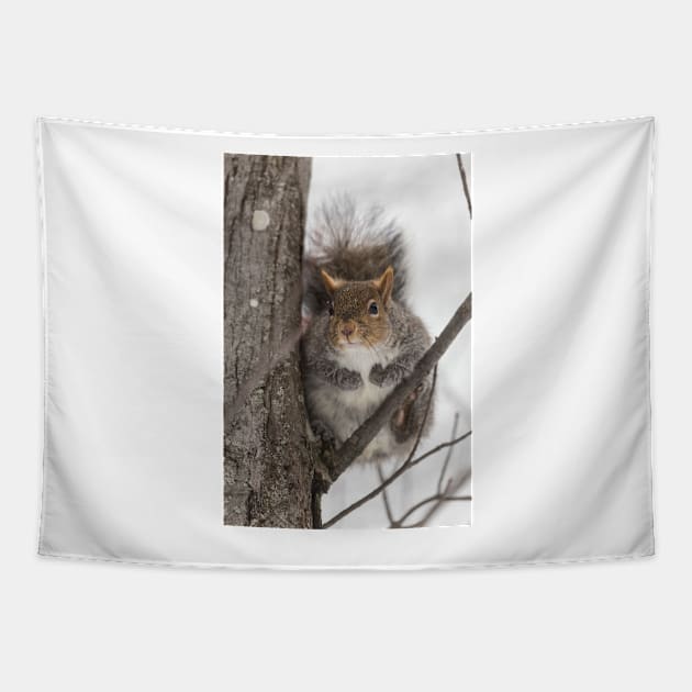 Large Grey Squirrel in a tree Tapestry by josefpittner