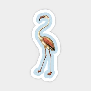 Regal romantic flamingo with beautiful long neck Magnet