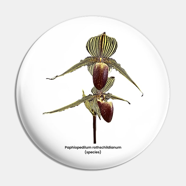 Paphiopedilum rothschildianum Pin by OrchidsInPrint