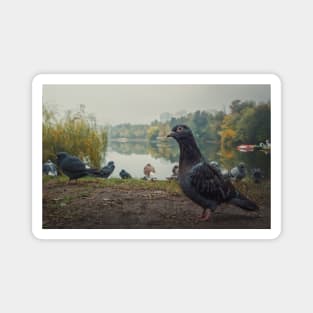 dove closeup portrait Magnet