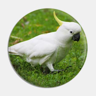 Cockatoo Walk Pin