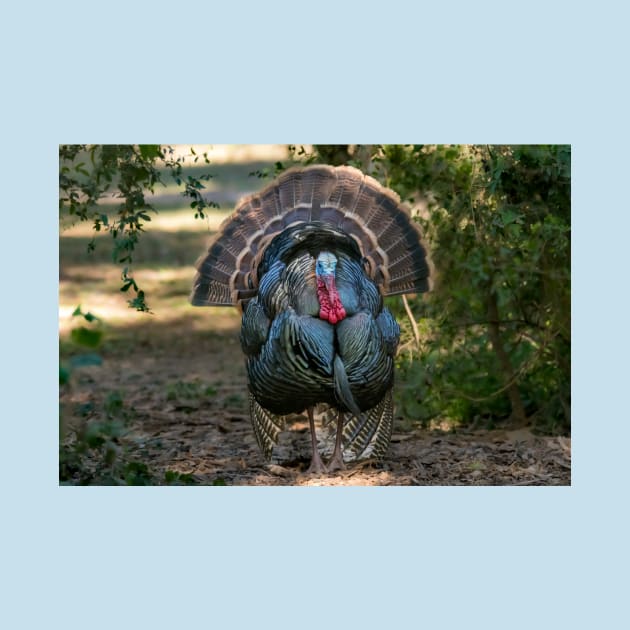 Displaying Wild Turkey by Debra Martz