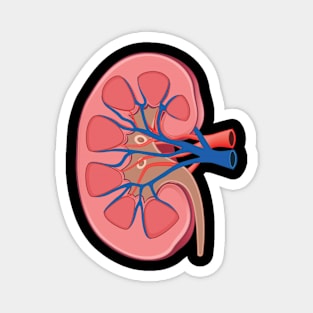 human Kidney anatomy Magnet