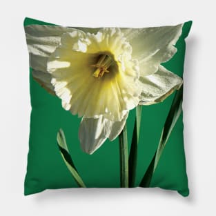 Daffodils - White Daffodil Pillow