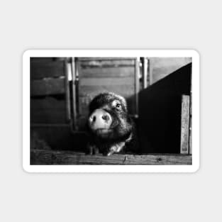 Minipic Pig II / Swiss Artwork Photography Magnet