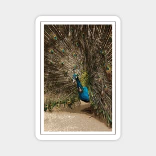 Peacock Magnet