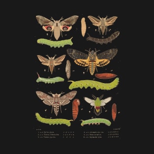 Japanese Moths T-Shirt