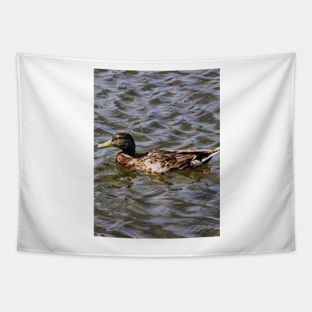 Female Mallard Duck Tapestry by avrilharris