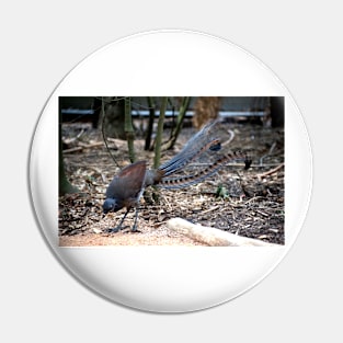 Lyrebird Display Pin