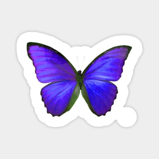 Purple Butterfly, Violet Purple Magnet