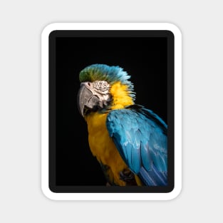 Blue and Gold Macaw Magnet